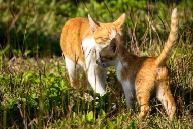 Çimenlikteki turuncu kediler kendilerini kamufle etmek ve avlarını gözlemlemek için otların yüksekliğini kullanırlar..