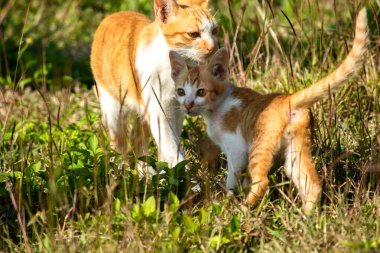 Çimenlikteki turuncu kediler kendilerini kamufle etmek ve avlarını gözlemlemek için otların yüksekliğini kullanırlar..