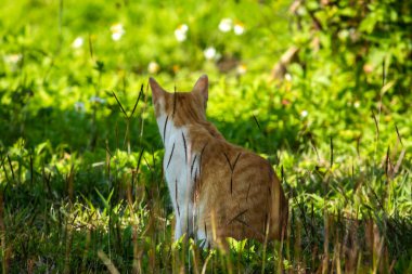 Çimenlikteki turuncu kediler kendilerini kamufle etmek ve avlarını gözlemlemek için otların yüksekliğini kullanırlar..