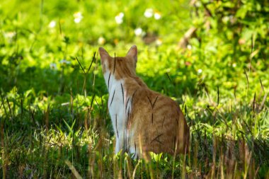 Çimenlikteki turuncu kediler kendilerini kamufle etmek ve avlarını gözlemlemek için otların yüksekliğini kullanırlar..