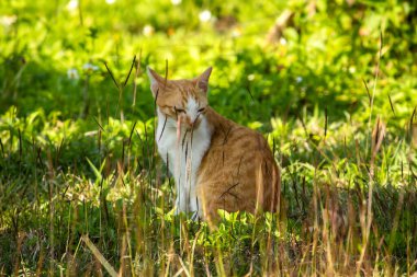 Çimenlikteki turuncu kediler kendilerini kamufle etmek ve avlarını gözlemlemek için otların yüksekliğini kullanırlar..
