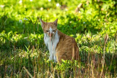 Çimenlikteki turuncu kediler kendilerini kamufle etmek ve avlarını gözlemlemek için otların yüksekliğini kullanırlar..