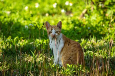 Çimenlikteki turuncu kediler kendilerini kamufle etmek ve avlarını gözlemlemek için otların yüksekliğini kullanırlar..