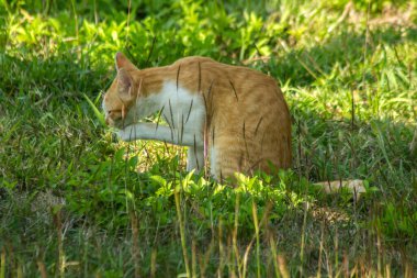 Çimenlikteki turuncu kediler kendilerini kamufle etmek ve avlarını gözlemlemek için otların yüksekliğini kullanırlar..