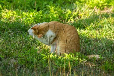Çimenlikteki turuncu kediler kendilerini kamufle etmek ve avlarını gözlemlemek için otların yüksekliğini kullanırlar..