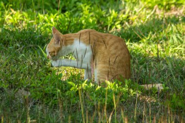 Çimenlikteki turuncu kediler kendilerini kamufle etmek ve avlarını gözlemlemek için otların yüksekliğini kullanırlar..