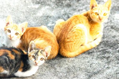 Turuncu bir kedinin sakin bakışları tetikte ve gözlemci olduğunu gösterir..