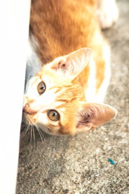 Turuncu bir kedinin sakin bakışları tetikte ve gözlemci olduğunu gösterir..