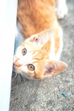 Turuncu bir kedinin sakin bakışları tetikte ve gözlemci olduğunu gösterir..