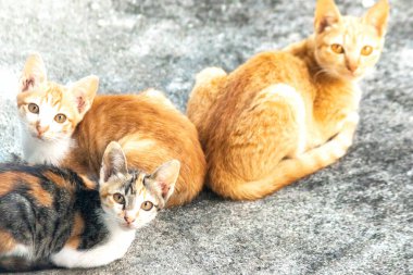 Turuncu bir kedinin sakin bakışları tetikte ve gözlemci olduğunu gösterir..