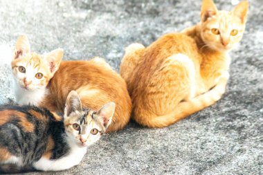 Turuncu bir kedinin sakin bakışları tetikte ve gözlemci olduğunu gösterir..