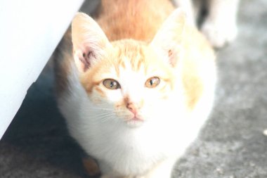 Turuncu bir kedinin sakin bakışları tetikte ve gözlemci olduğunu gösterir..