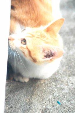 Turuncu bir kedinin sakin bakışları tetikte ve gözlemci olduğunu gösterir..