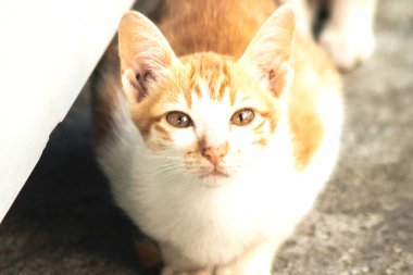 Turuncu bir kedinin sakin bakışları tetikte ve gözlemci olduğunu gösterir..