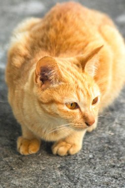 Turuncu bir kedinin sakin bakışları tetikte ve gözlemci olduğunu gösterir..