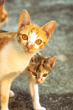 Turuncu bir kedinin sakin bakışları tetikte ve gözlemci olduğunu gösterir..