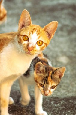 Turuncu bir kedinin sakin bakışları tetikte ve gözlemci olduğunu gösterir..
