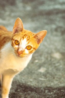 Turuncu bir kedinin sakin bakışları tetikte ve gözlemci olduğunu gösterir..