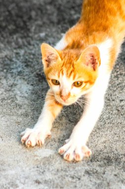 Turuncu bir kedinin sakin bakışları tetikte ve gözlemci olduğunu gösterir..