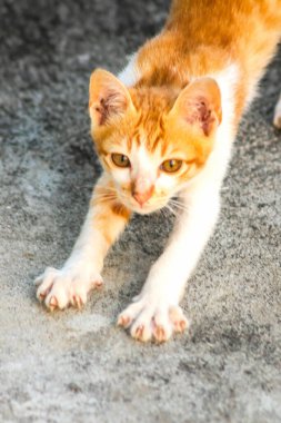 Turuncu bir kedinin sakin bakışları tetikte ve gözlemci olduğunu gösterir..
