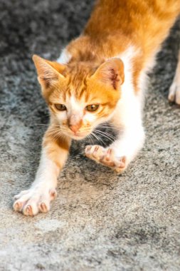 Turuncu bir kedinin sakin bakışları tetikte ve gözlemci olduğunu gösterir..