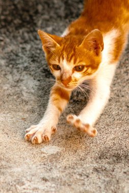 Turuncu bir kedinin sakin bakışları tetikte ve gözlemci olduğunu gösterir..
