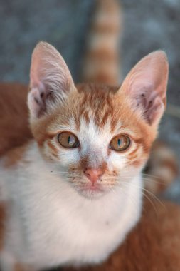 Turuncu bir kedinin sakin bakışları tetikte ve gözlemci olduğunu gösterir..
