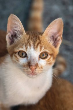 Turuncu bir kedinin sakin bakışları tetikte ve gözlemci olduğunu gösterir..