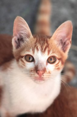 Turuncu bir kedinin sakin bakışları tetikte ve gözlemci olduğunu gösterir..