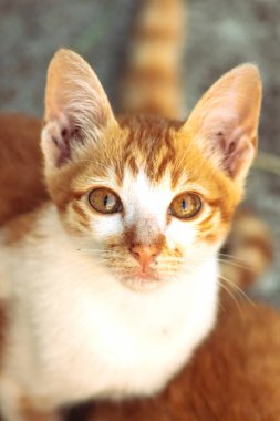 Turuncu bir kedinin sakin bakışları tetikte ve gözlemci olduğunu gösterir..