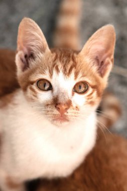 Turuncu bir kedinin sakin bakışları tetikte ve gözlemci olduğunu gösterir..