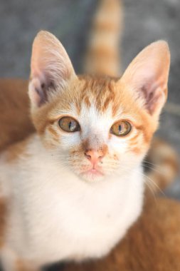 Turuncu bir kedinin sakin bakışları tetikte ve gözlemci olduğunu gösterir..