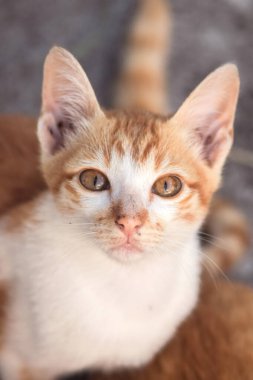 Turuncu bir kedinin sakin bakışları tetikte ve gözlemci olduğunu gösterir..