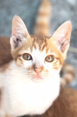 Turuncu bir kedinin sakin bakışları tetikte ve gözlemci olduğunu gösterir..