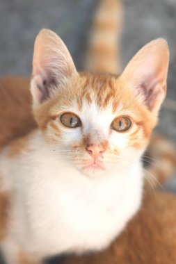 Turuncu bir kedinin sakin bakışları tetikte ve gözlemci olduğunu gösterir..