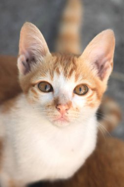 Turuncu bir kedinin sakin bakışları tetikte ve gözlemci olduğunu gösterir..