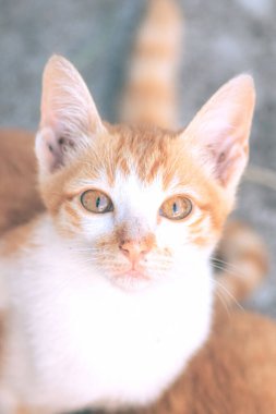 Turuncu bir kedinin sakin bakışları tetikte ve gözlemci olduğunu gösterir..