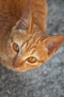 Turuncu bir kedinin sakin bakışları tetikte ve gözlemci olduğunu gösterir..