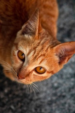 Turuncu bir kedinin sakin bakışları tetikte ve gözlemci olduğunu gösterir..