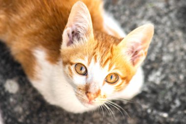 Turuncu bir kedinin sakin bakışları tetikte ve gözlemci olduğunu gösterir..