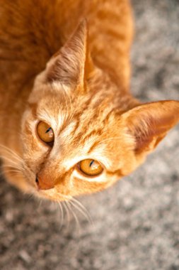 Turuncu bir kedinin sakin bakışları tetikte ve gözlemci olduğunu gösterir..