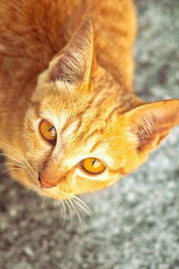 Turuncu bir kedinin sakin bakışları tetikte ve gözlemci olduğunu gösterir..