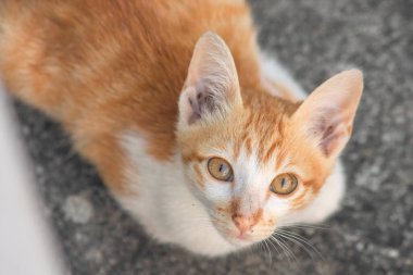 Turuncu bir kedinin sakin bakışları tetikte ve gözlemci olduğunu gösterir..