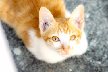 Turuncu bir kedinin sakin bakışları tetikte ve gözlemci olduğunu gösterir..