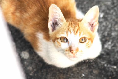 Turuncu bir kedinin sakin bakışları tetikte ve gözlemci olduğunu gösterir..
