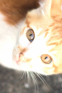 Turuncu bir kedinin sakin bakışları tetikte ve gözlemci olduğunu gösterir..