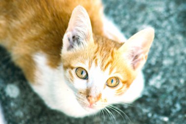 Turuncu bir kedinin sakin bakışları tetikte ve gözlemci olduğunu gösterir..