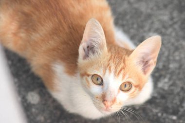 Turuncu bir kedinin sakin bakışları tetikte ve gözlemci olduğunu gösterir..