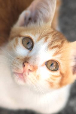 Turuncu bir kedinin sakin bakışları tetikte ve gözlemci olduğunu gösterir..