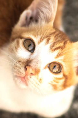 Turuncu bir kedinin sakin bakışları tetikte ve gözlemci olduğunu gösterir..